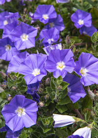 Convolvulus sabatius subsp. mauritanicus 